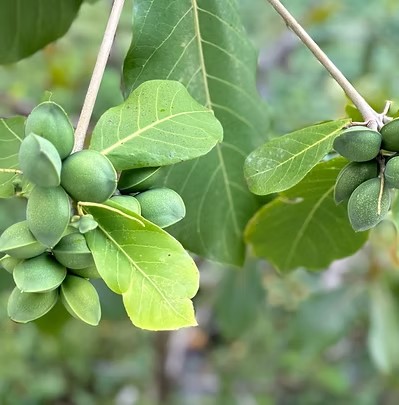 Kakadu plum ingredient